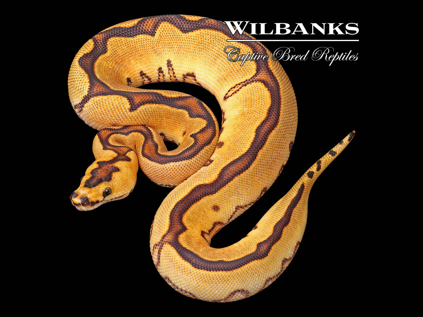 Enchi Sugar Clown Ball Python ♀ '25