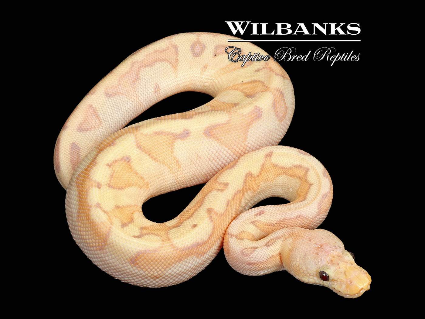 Pastel Genetic Stripe Clown Banana Ball Python ♀ '25