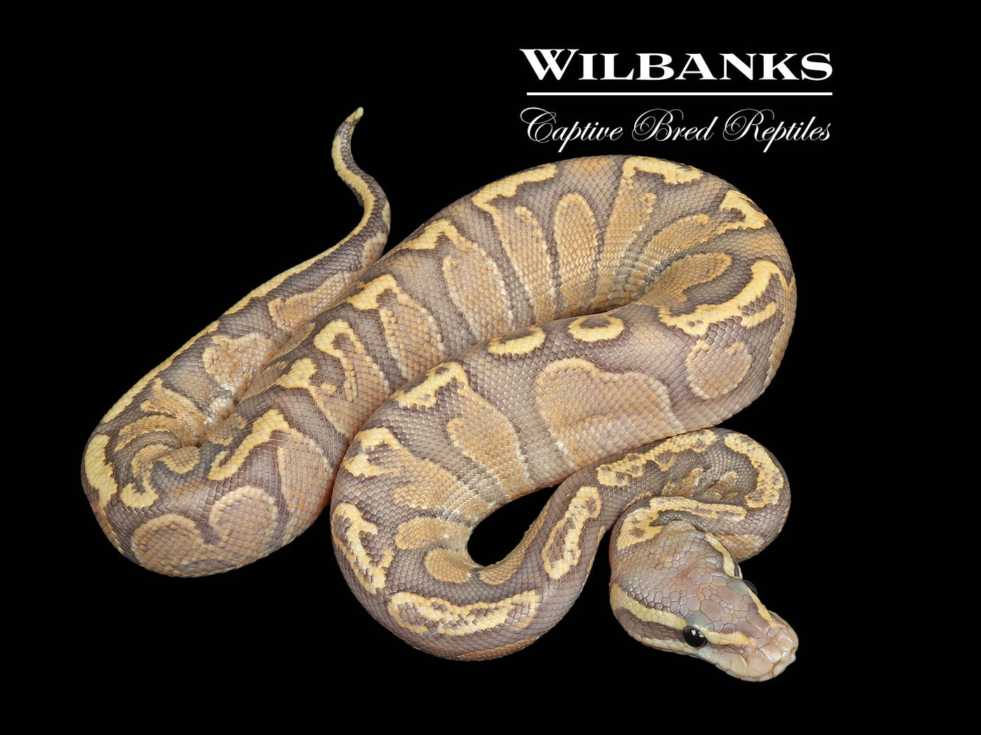 GHI Fire Ghost Ball Python ♂ '25