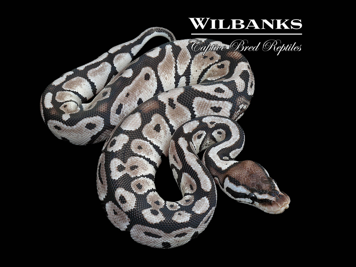 Axanthic (VPI) Pastel Ball Python ♀ '25
