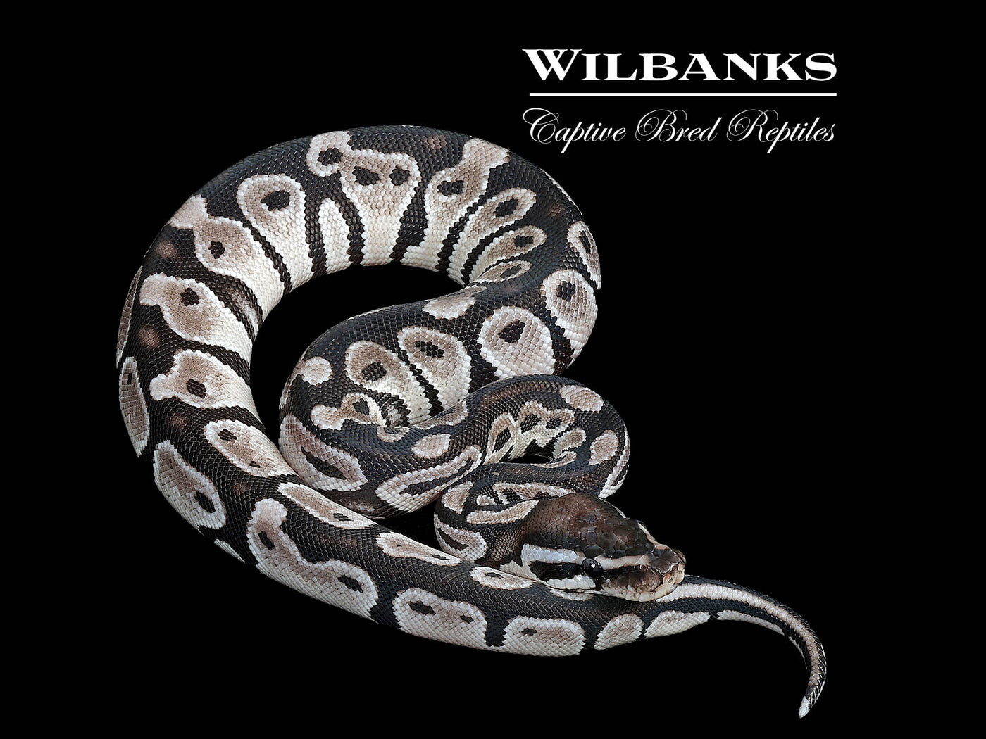 Orange Dream Axanthic (VPI) Ball Python ♂ '25