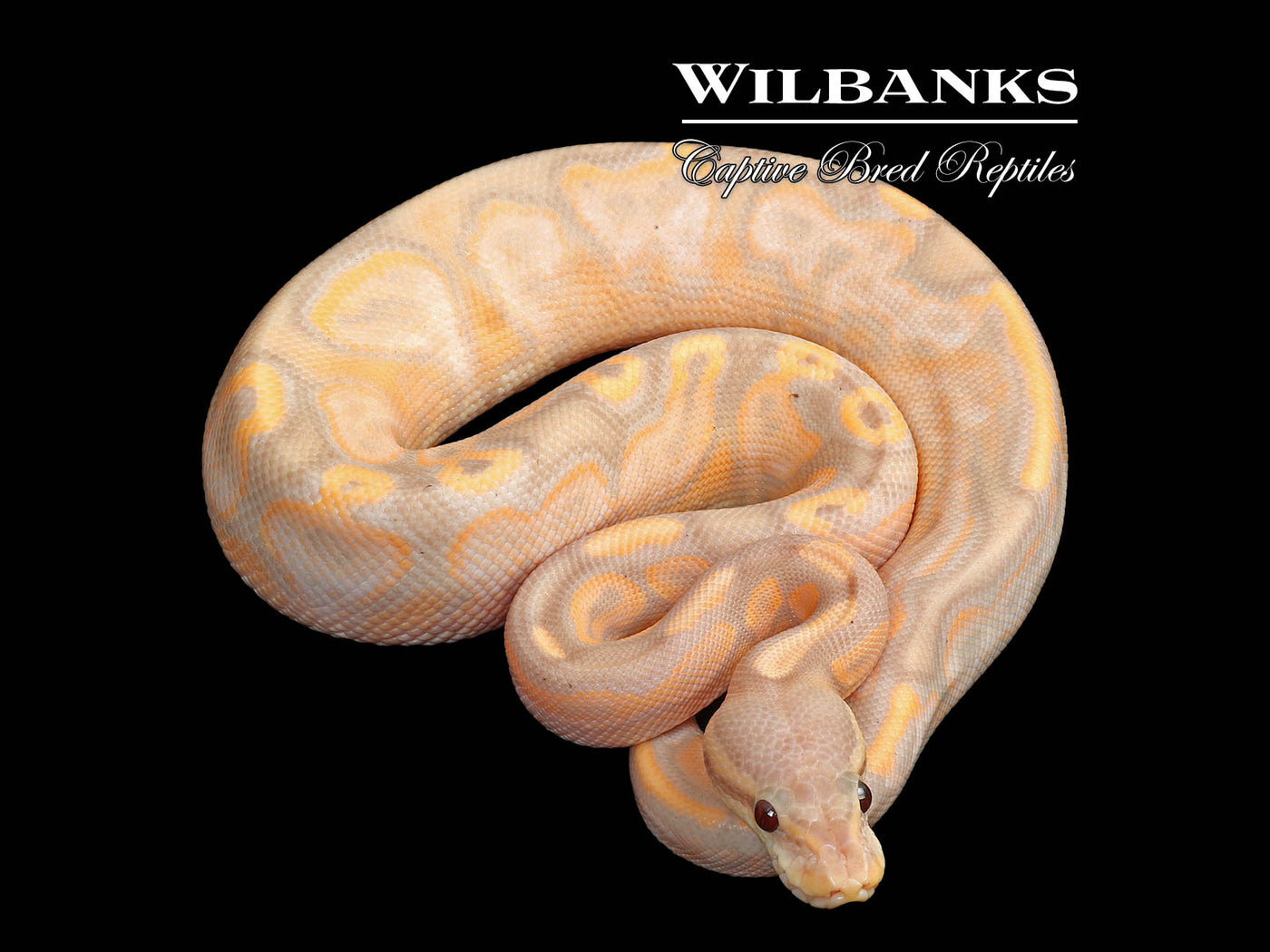 Banana Cinnamon Sugar Yellow Belly Ball Python ♂ '25