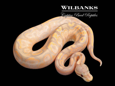 Banana Cinnamon Sugar Yellow Belly Ball Python ♂ '25