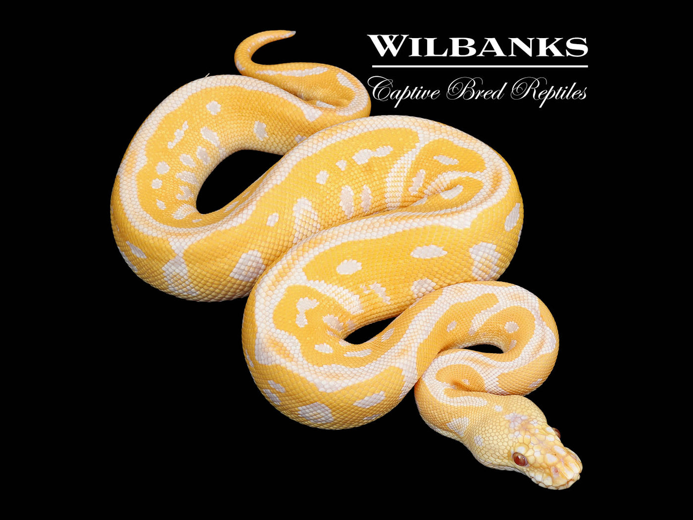 Lavender Leopard Clown Pastel Grail Ball Python ♂ '25