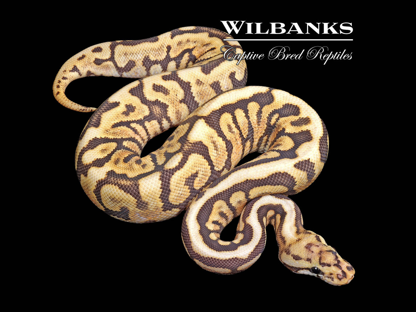 Super Spotnose Powerball Orange Crush Ball Python ♀ '25 – Wilbanks ...