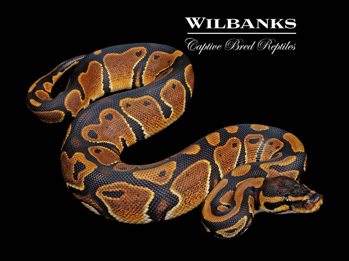 Classic (Normal) Ball Python ♀ '26