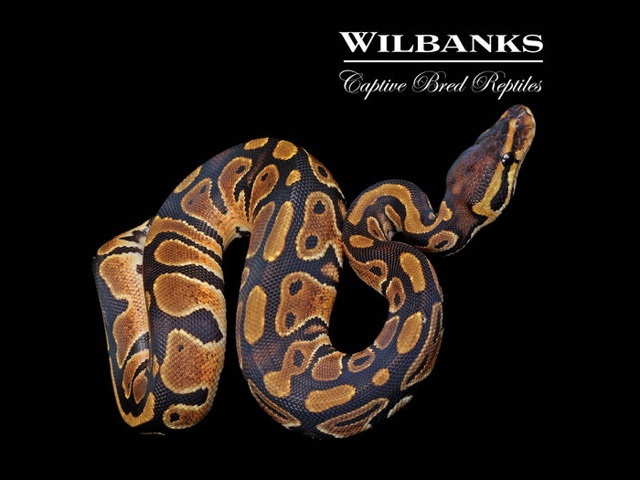 Classic (Normal) Ball Python ♀ '26