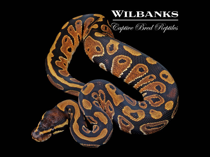 Classic (Normal) Ball Python ♀ '26