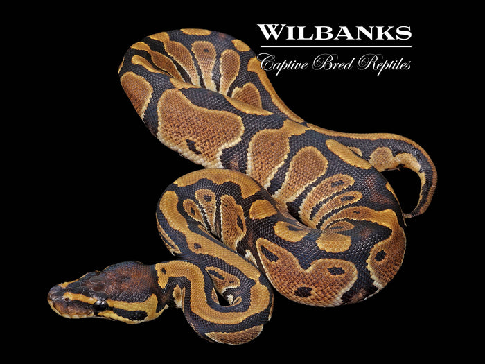 Classic (Normal) Ball Python ♀ '26