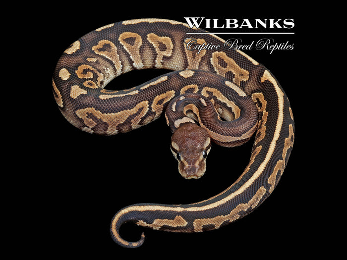 Cinnamon Fire Ball Python ♀ '26