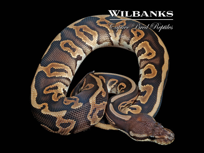 Leopard Cinnamon Ball Python ♂ '26
