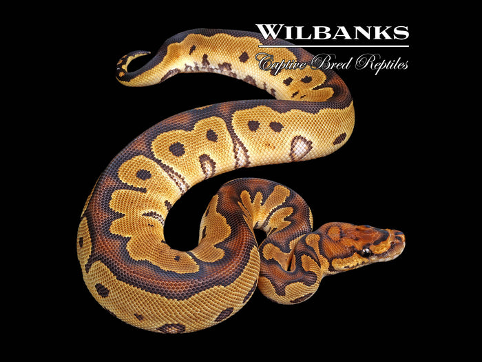 Clown Ball Python ♀ '26