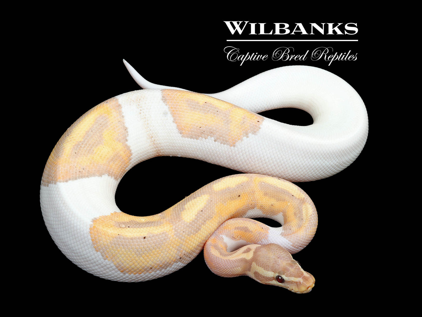 Banana Pied Ball Python ♂ '24