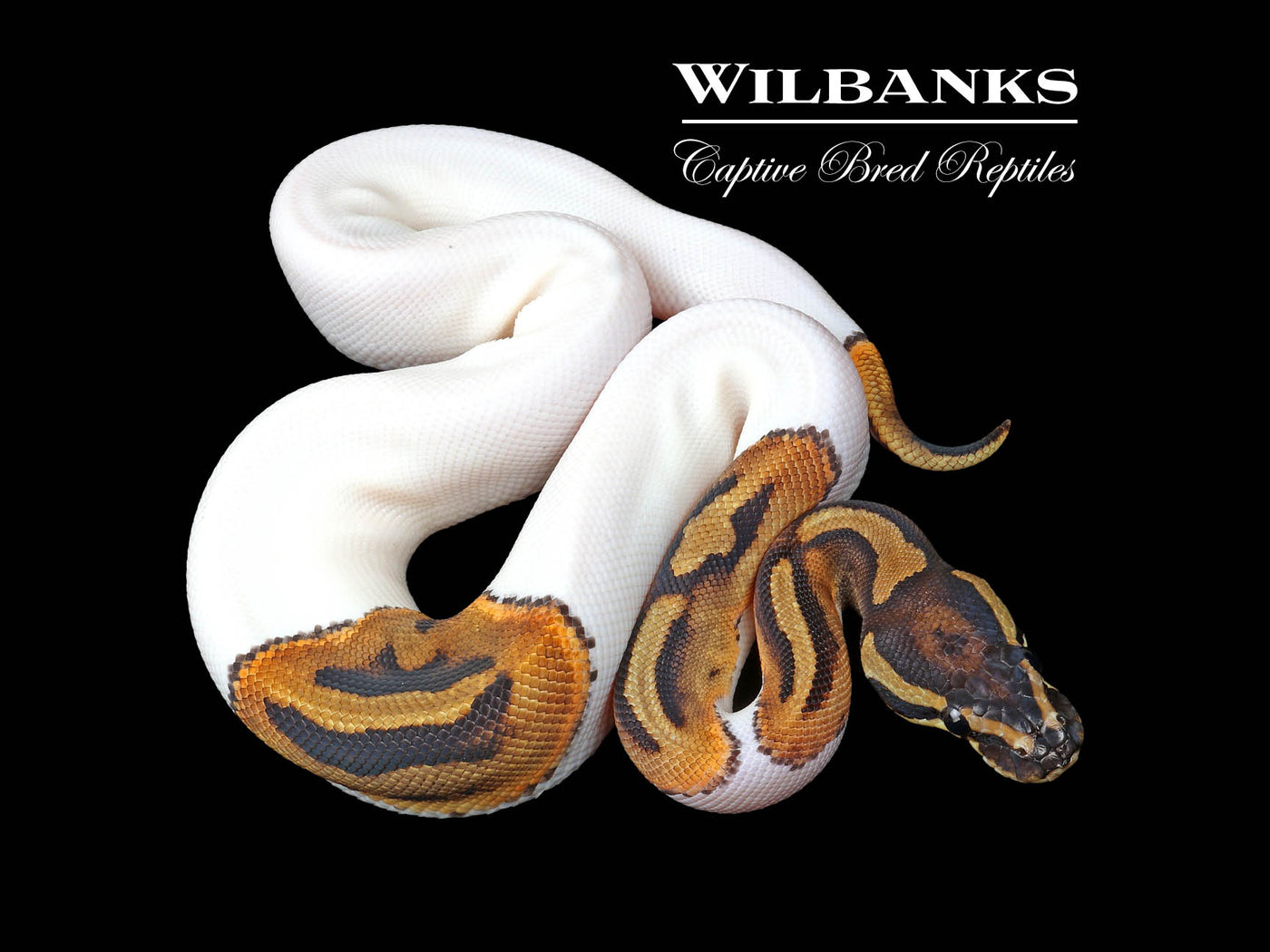 Pied Ball Python ♀ '24