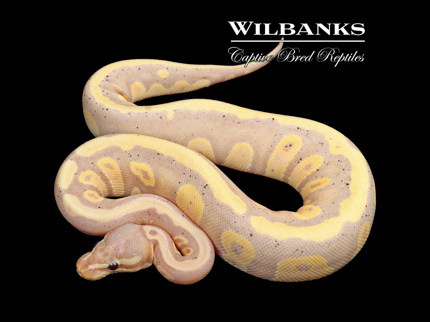 Banana Mahogany 100% Het. Pied Ball Python ♀ '24