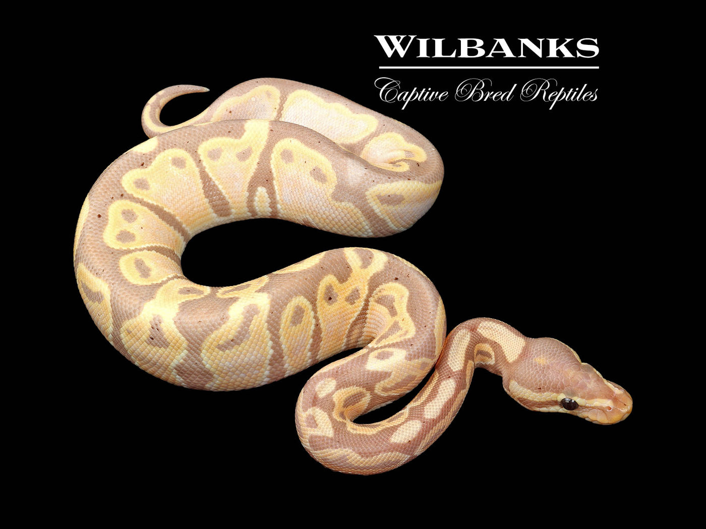 Banana 100% Het. Pied Ball Python ♂ '24