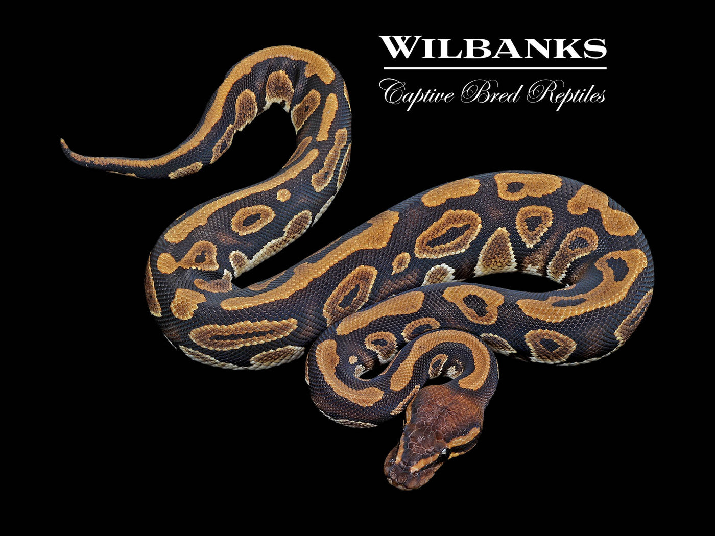 Mahogany 100% Het. Pied Ball Python ♂ '24