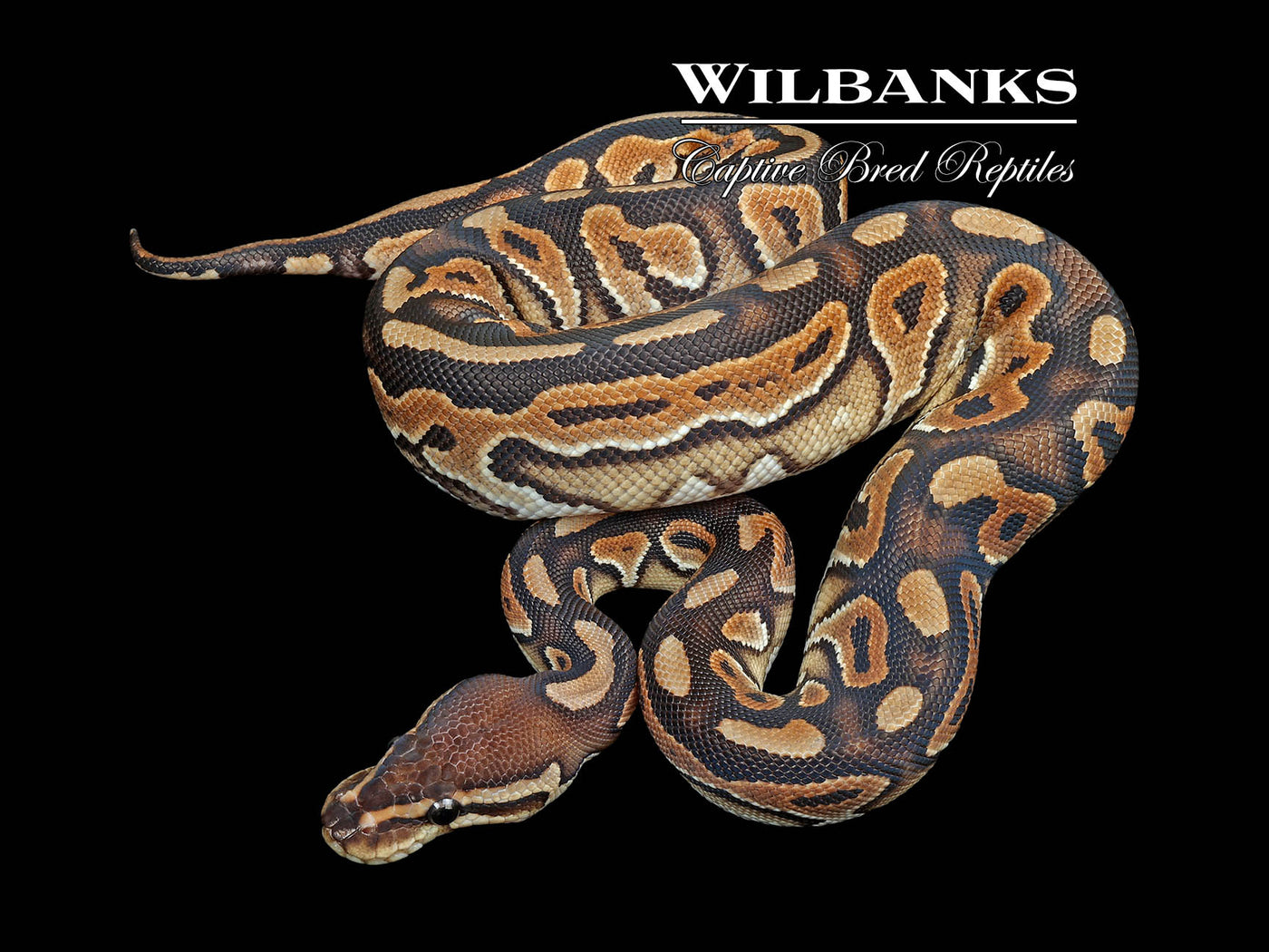 Cinnamon 100% Het. Pied Ball Python ♀ '24
