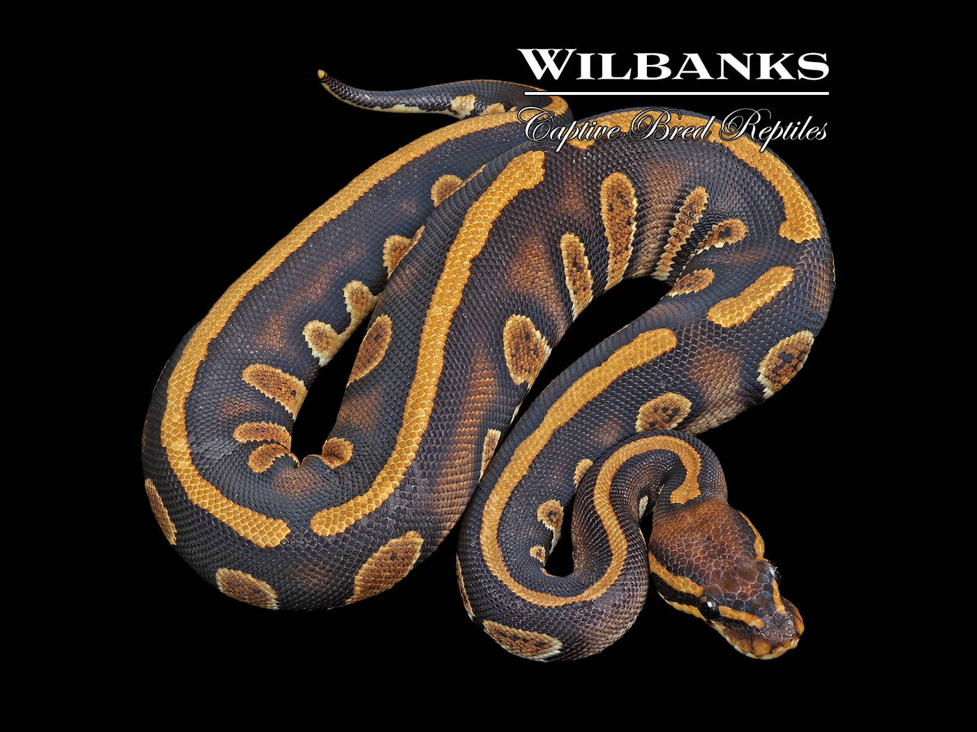 Stranger 66% PH Pied Ball Python ♀ '24