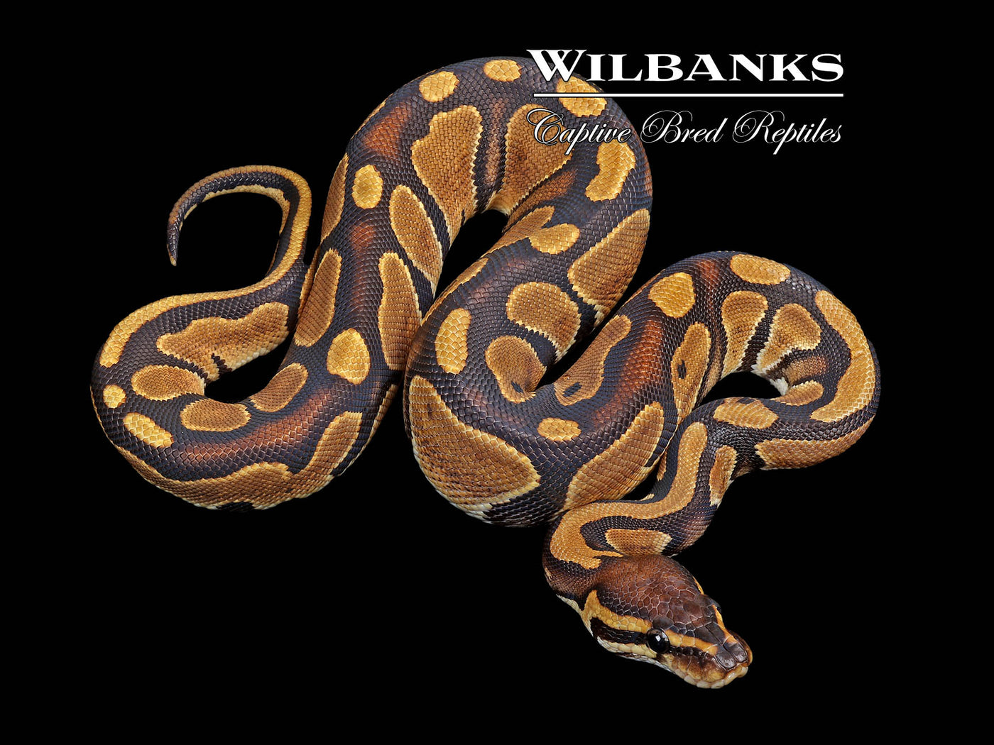 100% DH Lavender Pied Ball Python ♀ '24