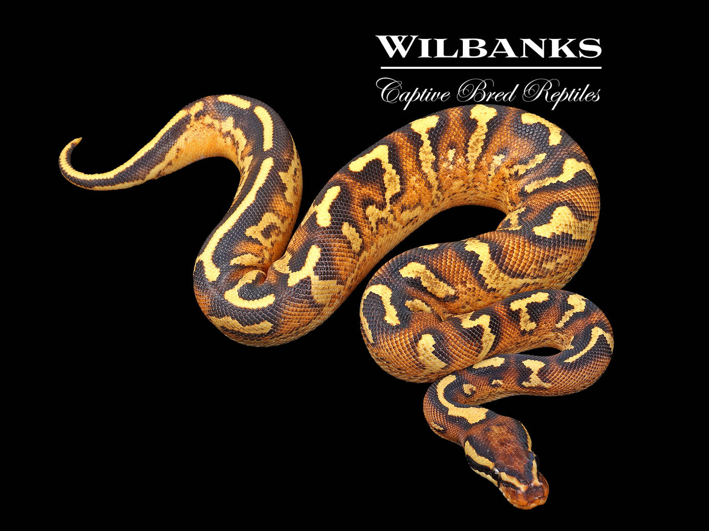 Orange Dream Super Asphalt Ball Python ♀ '24