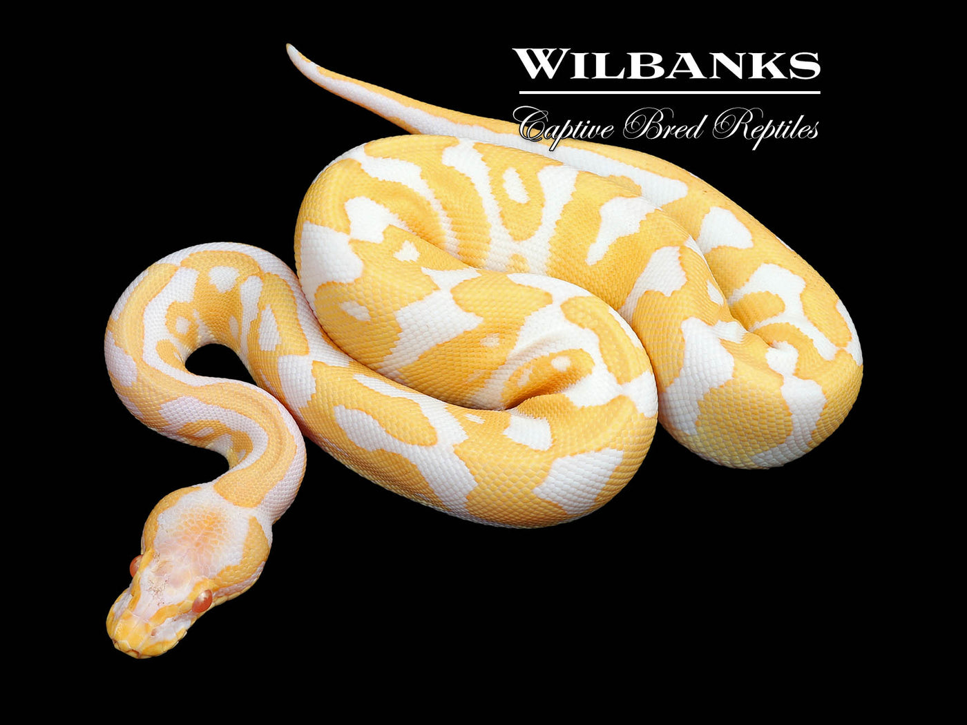 Albino Leopard Ball Python ♀ '24