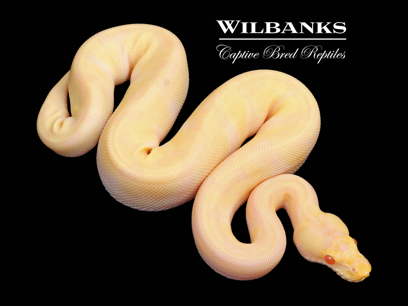 Pastel Albino Enchi Ball Python ♀ '24