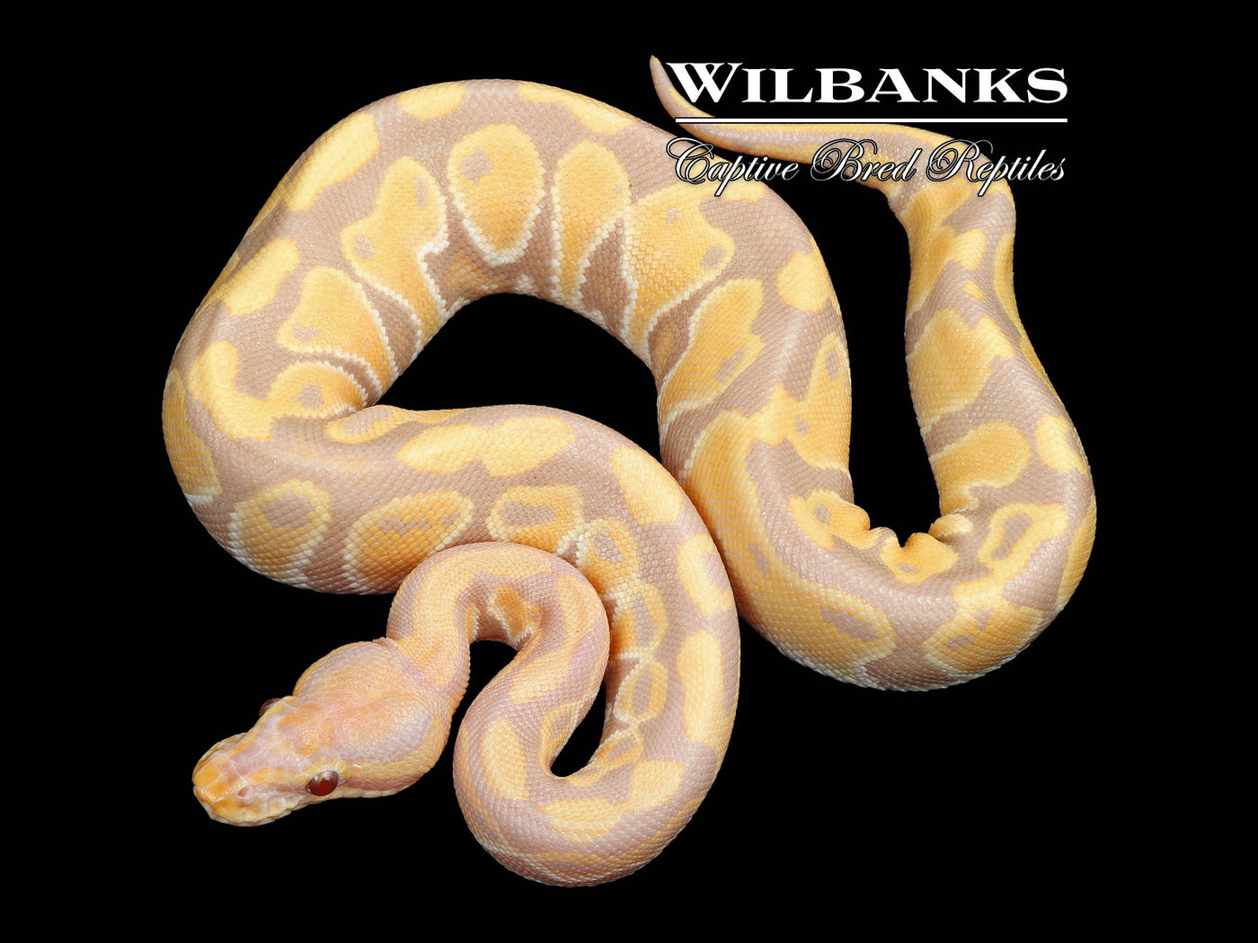 Candy Ball Python ♀ '24