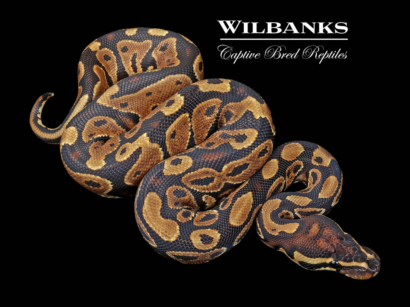 Asphalt 100% Het Candy Ball Python ♂ '24