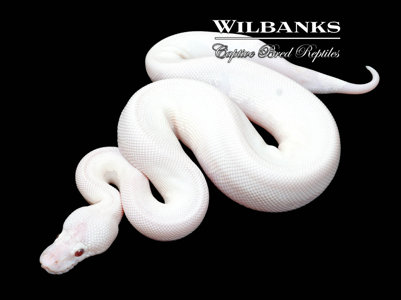 Banana Blue Eyed Leucistic (Mojave Butter) Ball Python ♂ '24