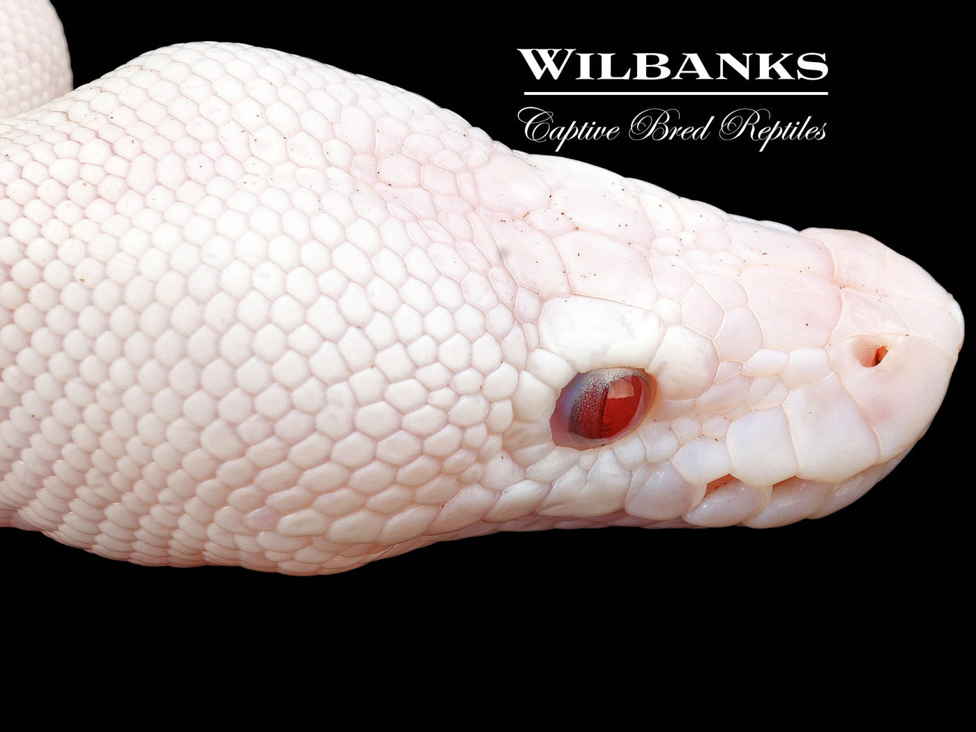 Banana Blue Eyed Leucistic (Mojave Butter) Ball Python ♂ '24