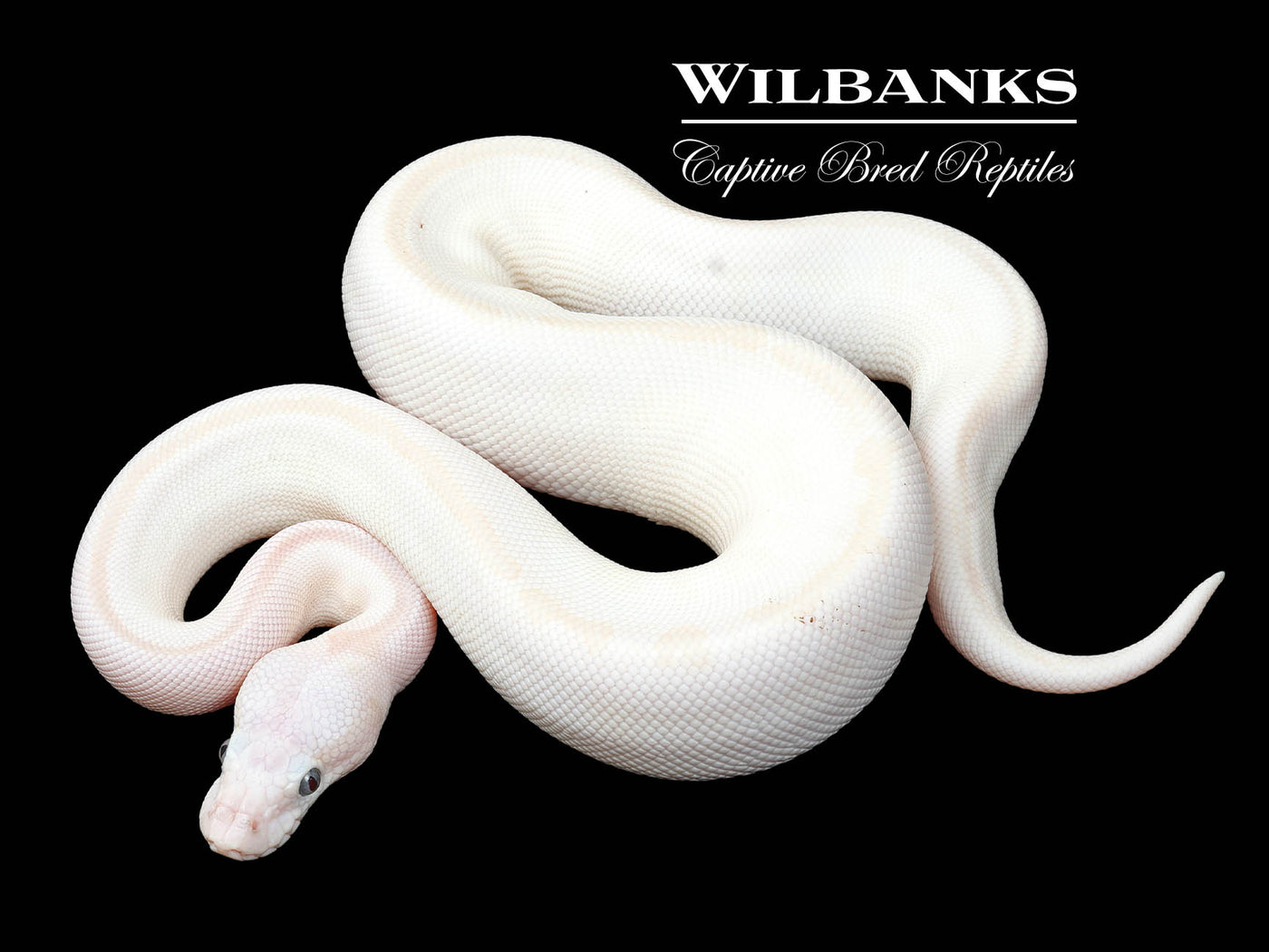 White Diamond Blue Eyed Leucistic (Super Russo) Ball Python ♀ '24