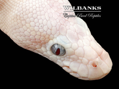 White Diamond Blue Eyed Leucistic (Super Russo) Ball Python ♀ '24