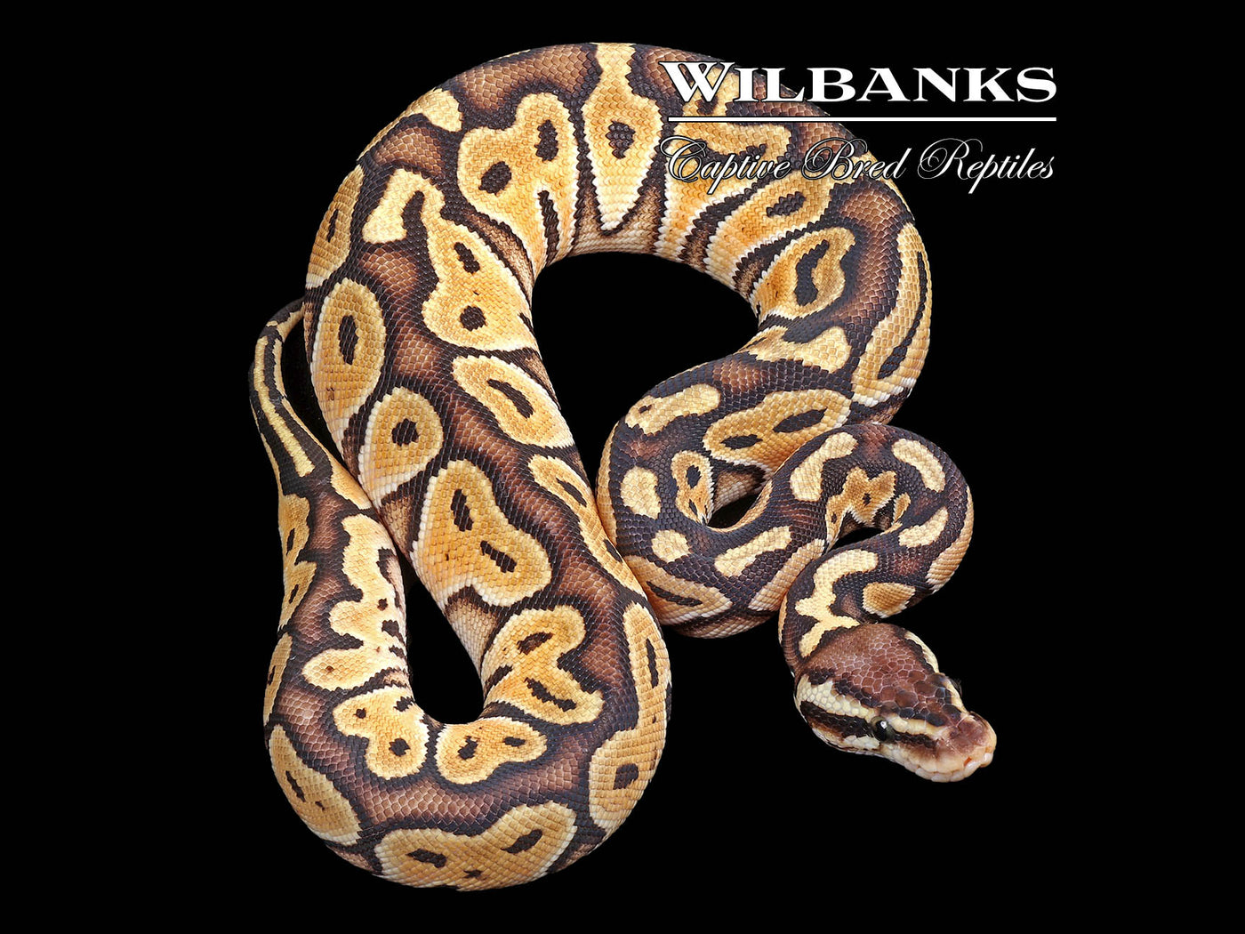 Pastel Russo Ball Python ♀ '24