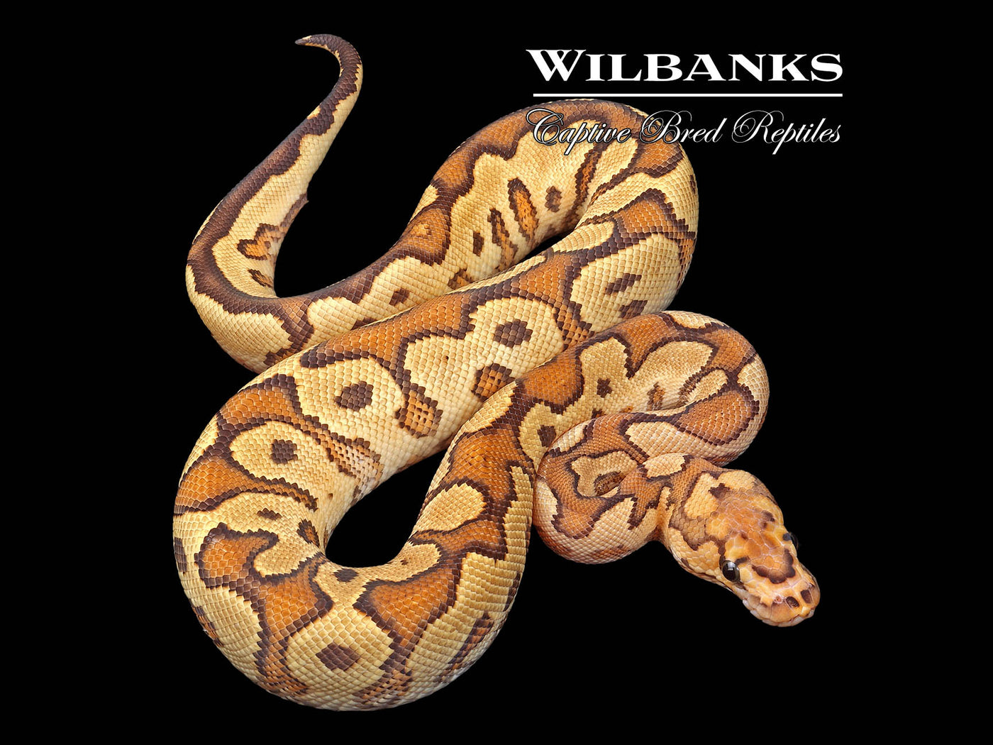 Fire Yellow Belly or Gravel Clown Ball Python ♂ '24