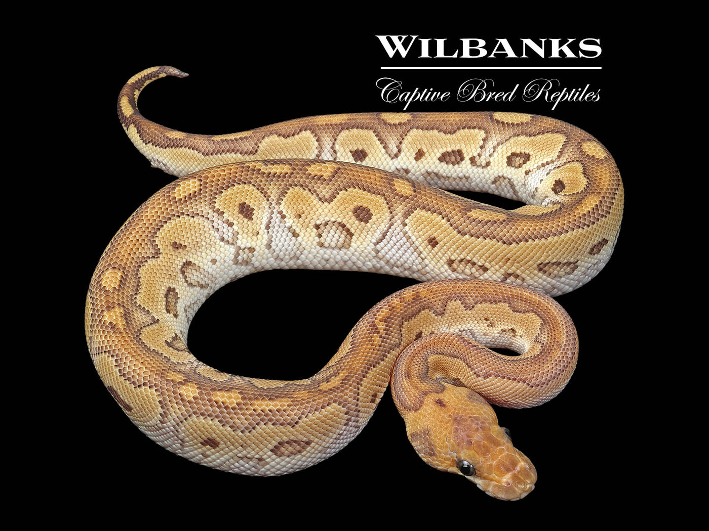 Red Stripe Mojave Clown Ball Python ♂ '24