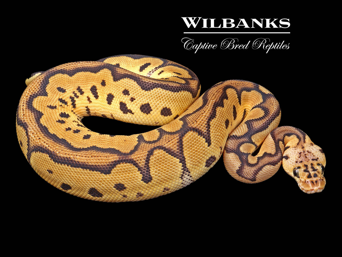 Pastel Clown Ball Python ♂ '24