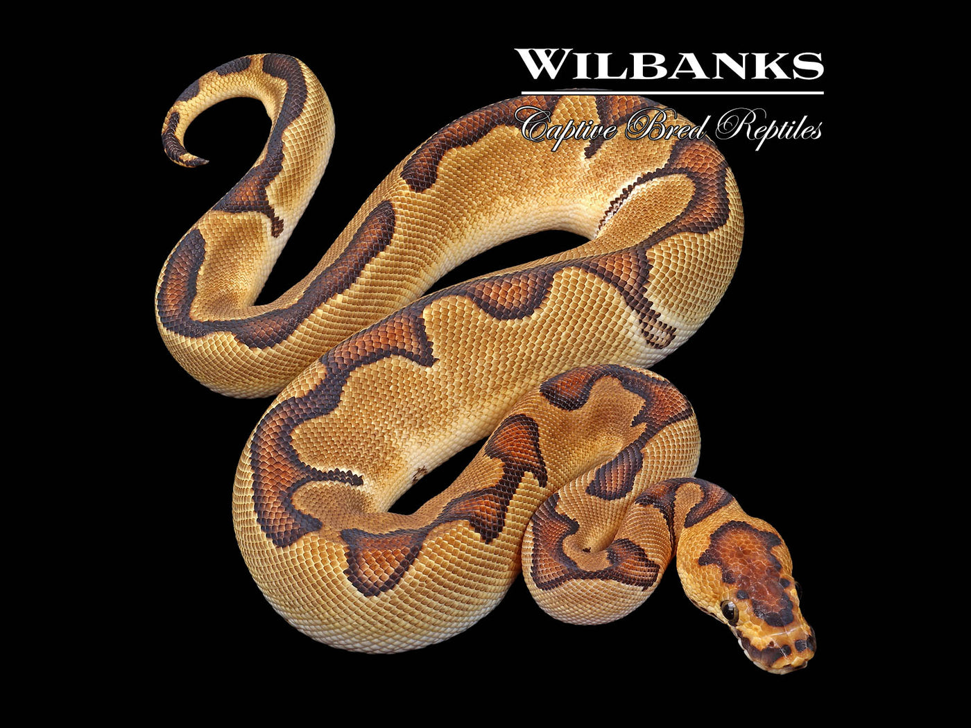 Enchi Clown Ball Python ♀ '24