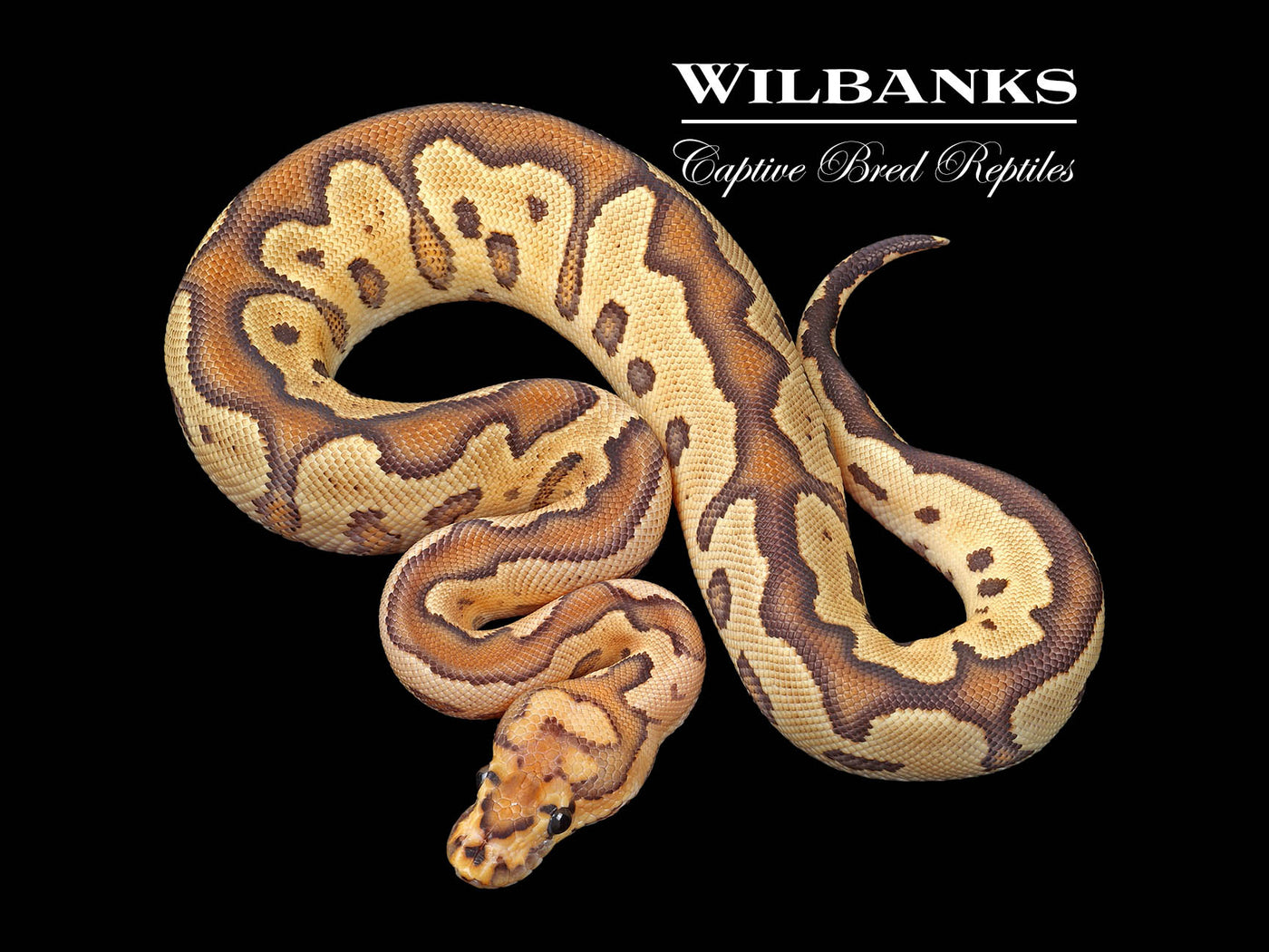 Fire Clown Ball Python ♂ '24