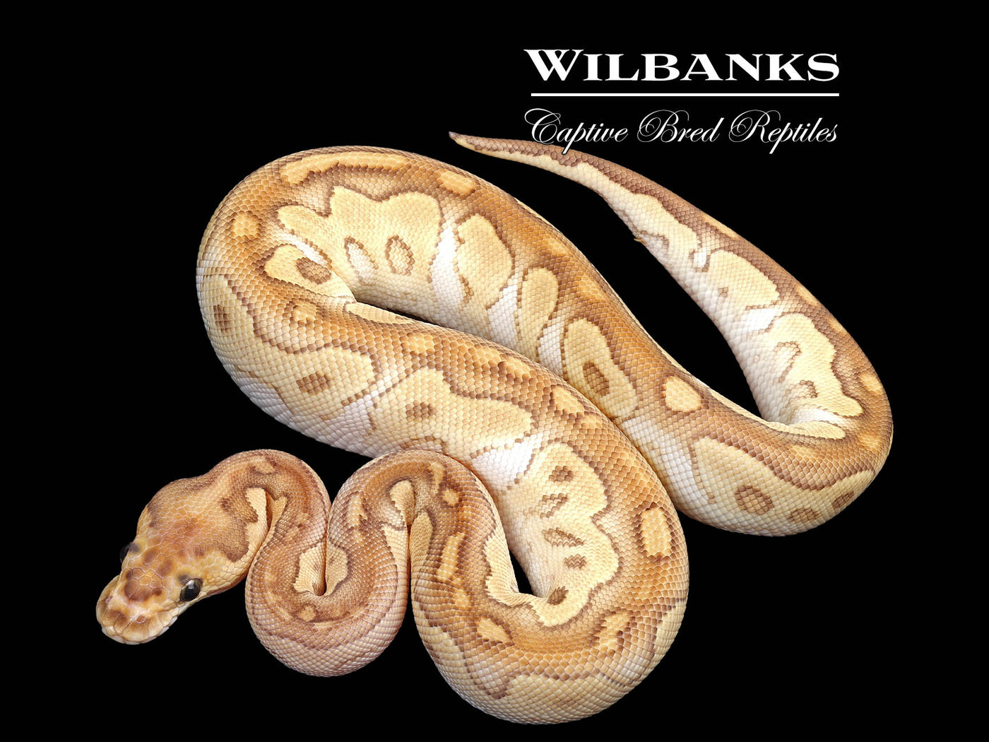 Butter Clown Ball Python ♀ '24