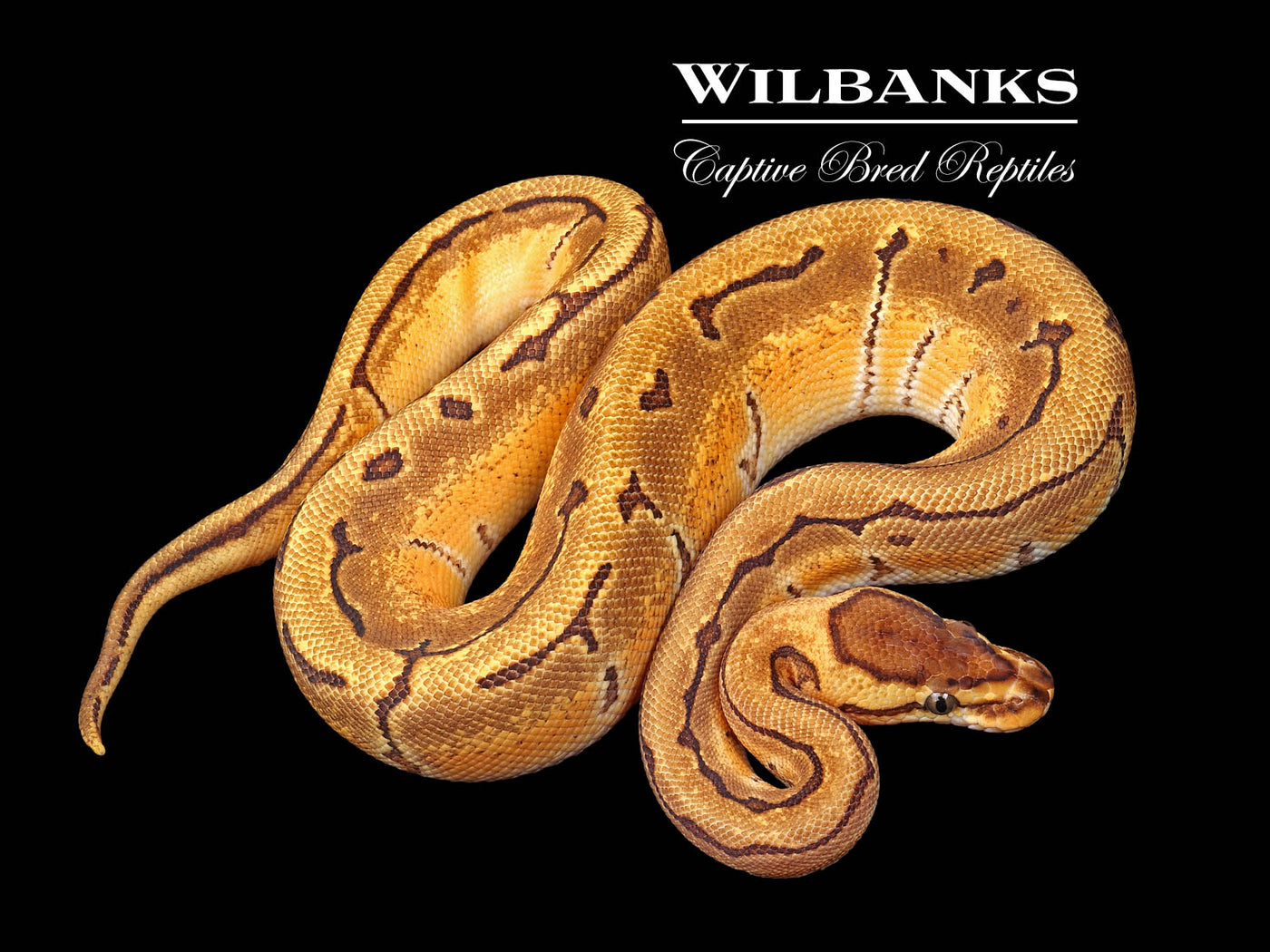 Enchi Pinstripe 100% Het. Clown Ball Python ♀ '24