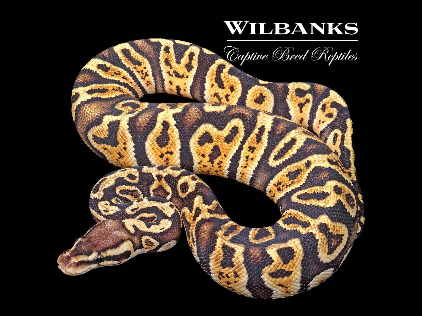 Pastel GHI 100% Het. Clown Ball Python ♀ '24