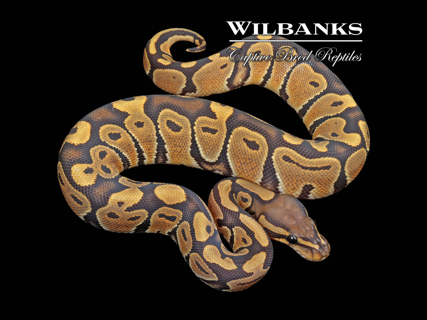 Orange Crush Ball Python ♀ '24