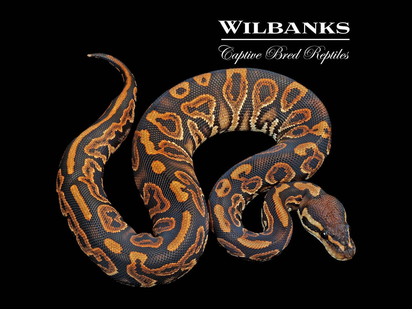 Black Pastel Yellow Belly or Asphalt Ball Python ♂ '24