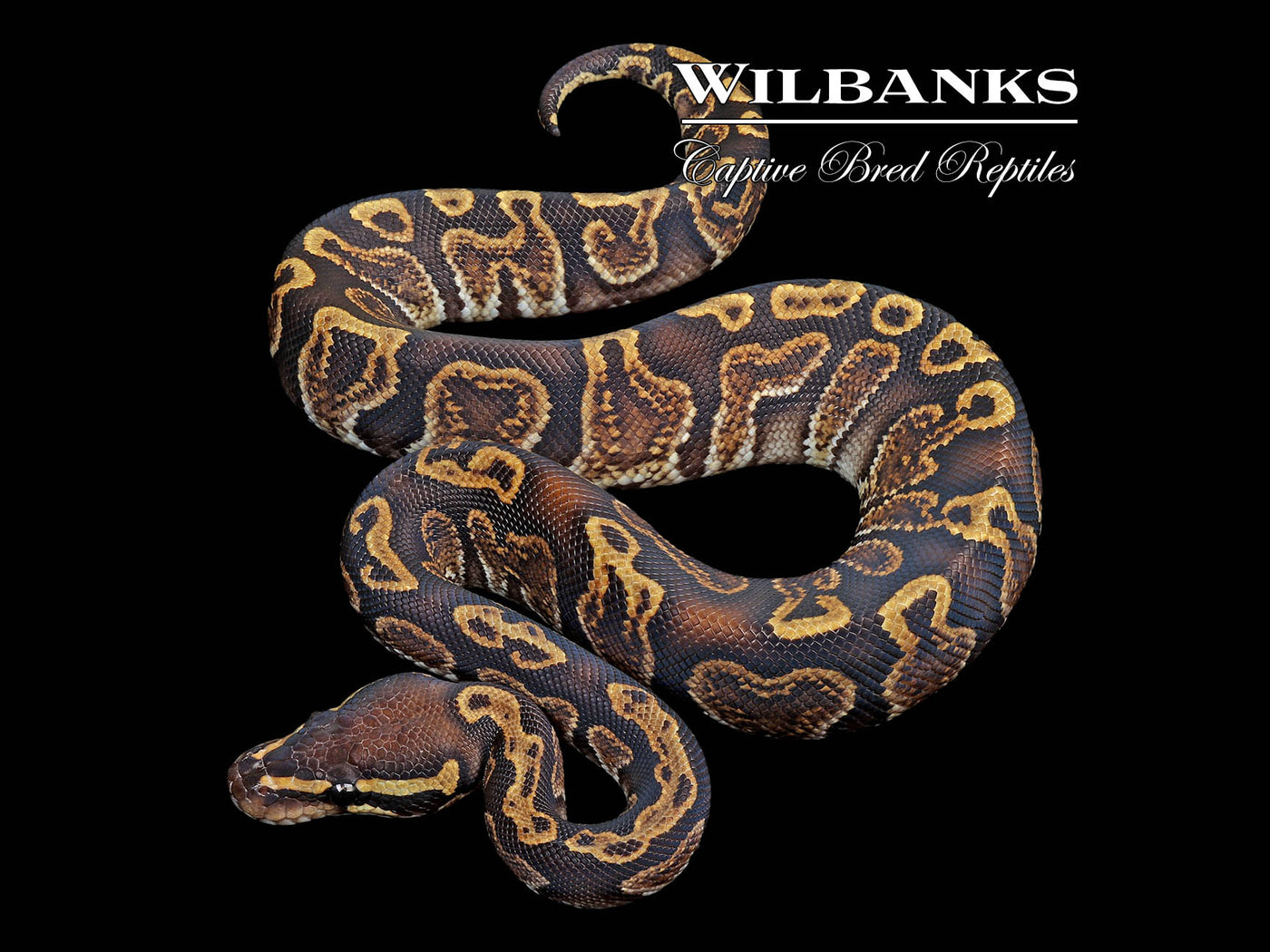 GHI Ball Python ♂ '24