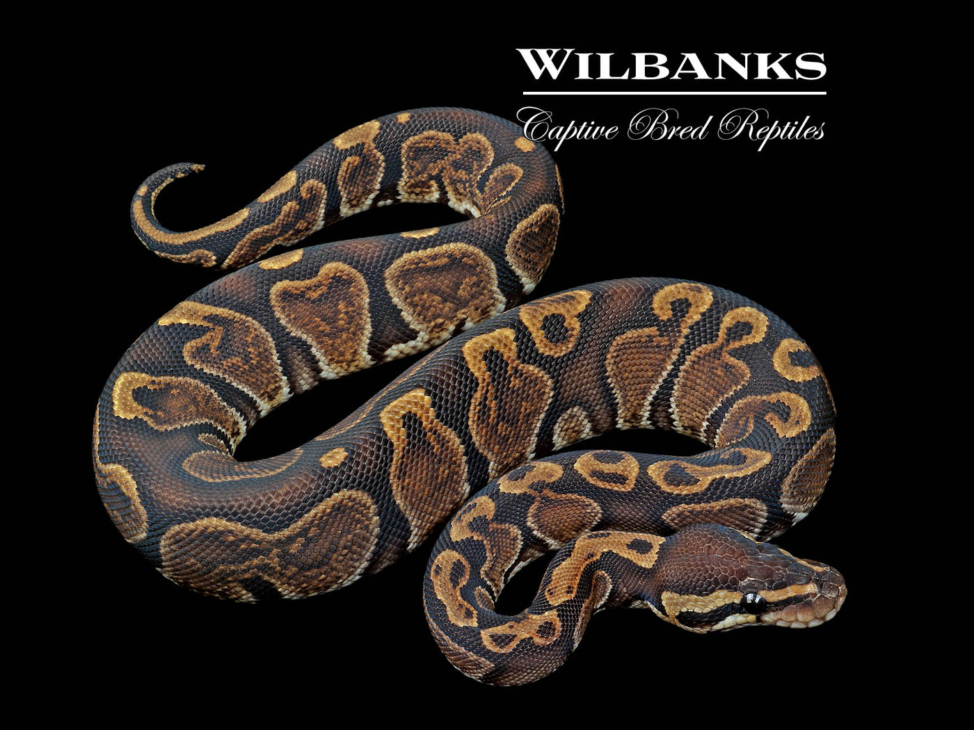 GHI Ball Python ♀ '24