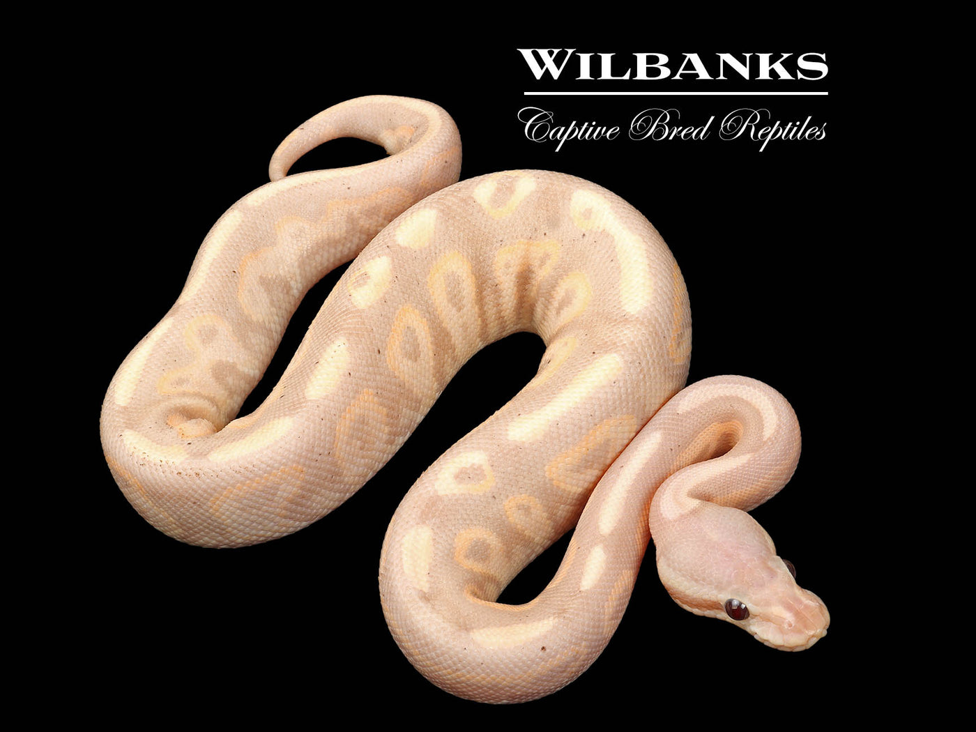 Banana Cinnamon Fire Ball Python ♂ '24