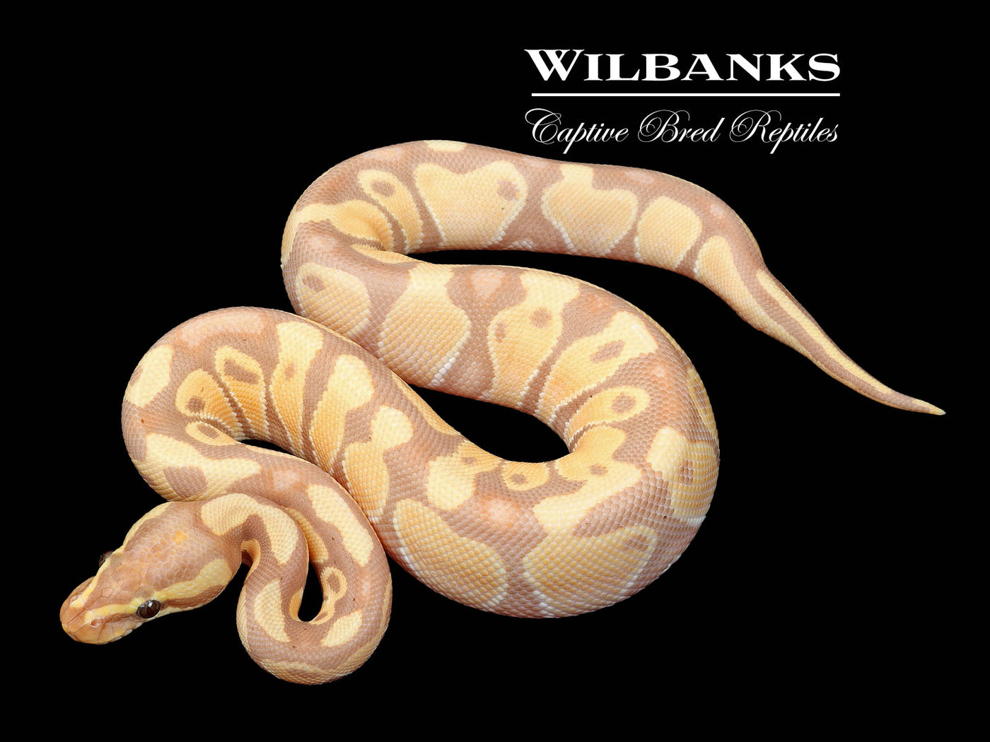 Banana Enchi Ball Python ♂ '24