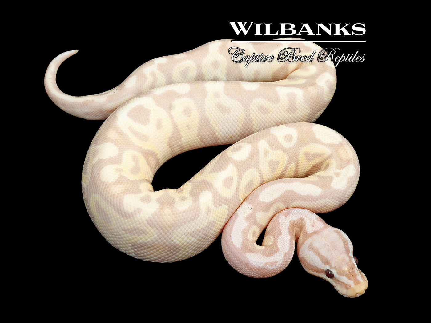 Super Banana Pastel 100% Het. Clown Ball Python ♂ '24