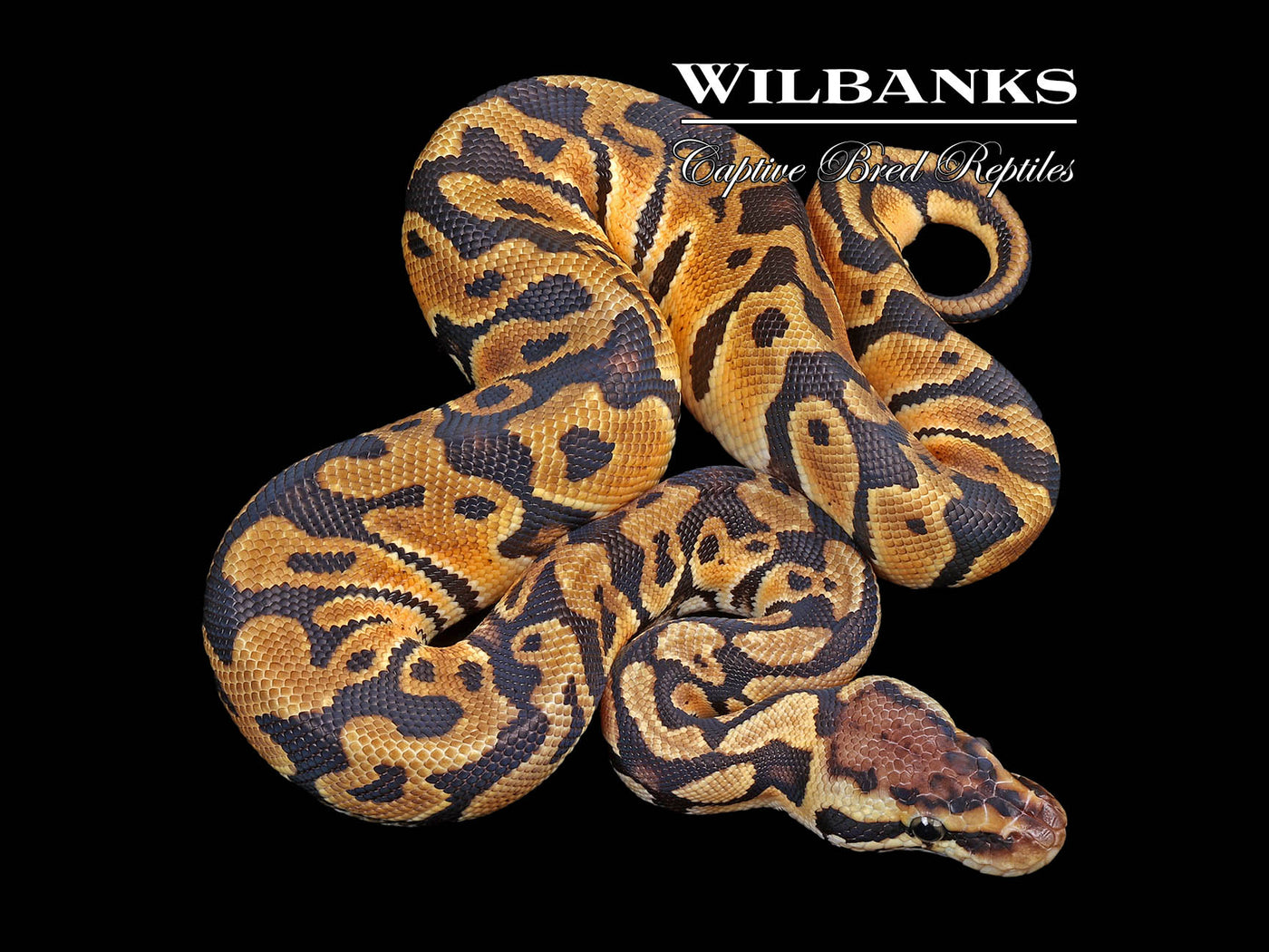 Pastel 100% Het Clown Ball Python ♂ '24